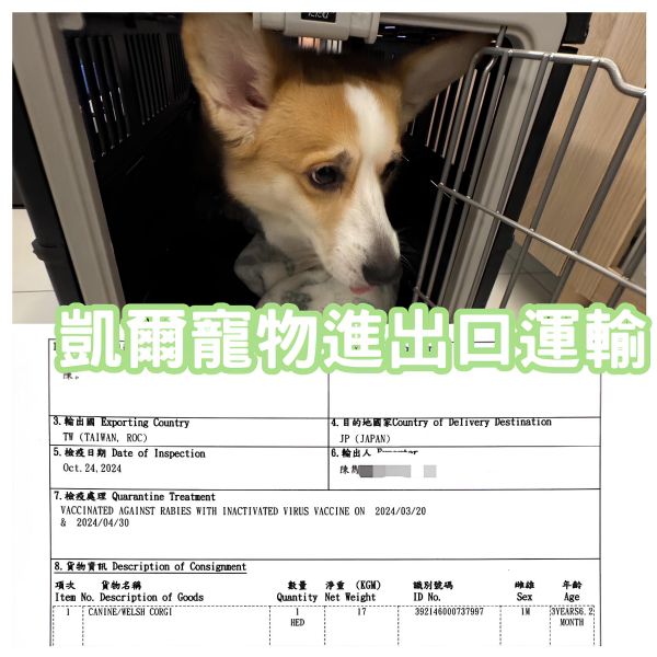 2024/10/24『日本』柯基犬與主人一同移民至日本囉~~~